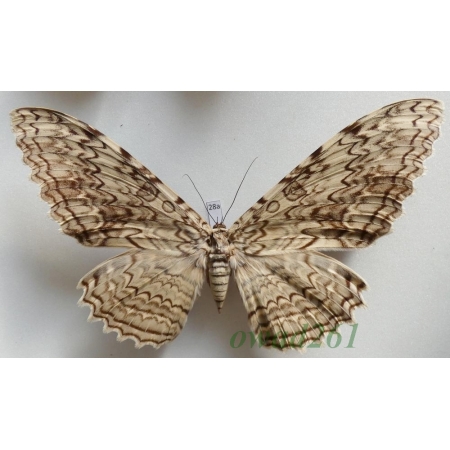Thysania agrippina (Cramer, 1776) Peru 193mm28a